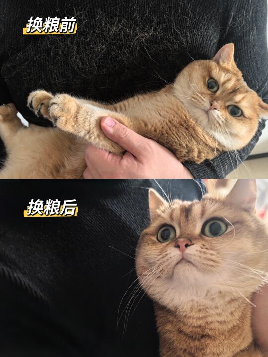 亿欧猫粮这价格是开玩笑嘛