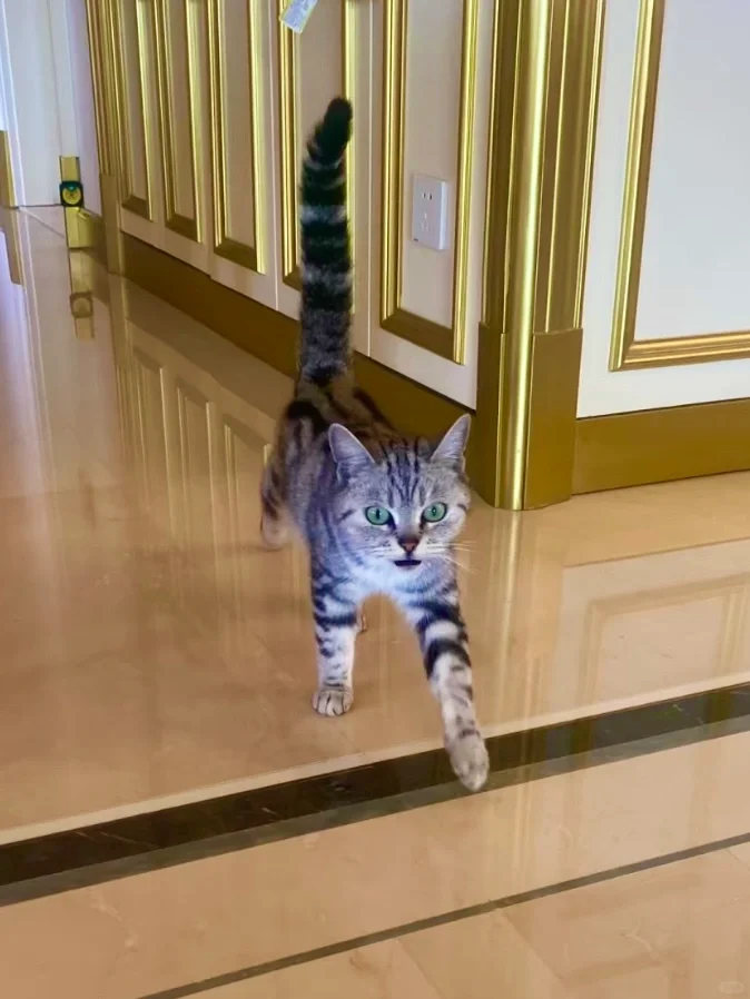 北京小猫咪免费领养！快来！
