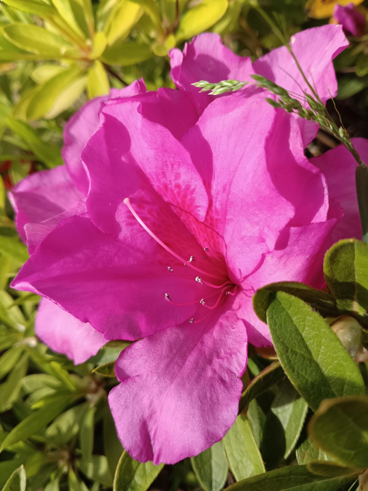 暖阳下，这抹杜鹃红是春日最热烈的注脚。
花瓣如锦缎般细腻光泽，花蕊舒展着俏皮的身