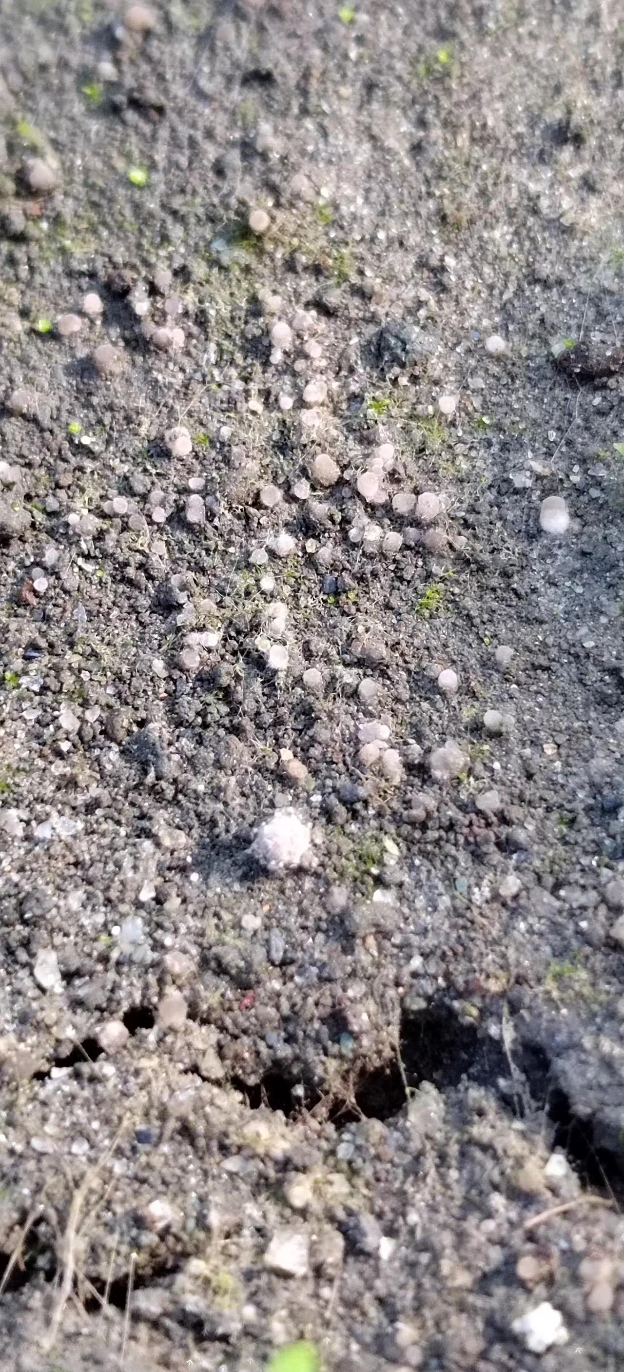 徒弟传来消息，基地高原红羊肚菌大量呈现原基，个别已在分化！羊肚菌 农业种植 食用