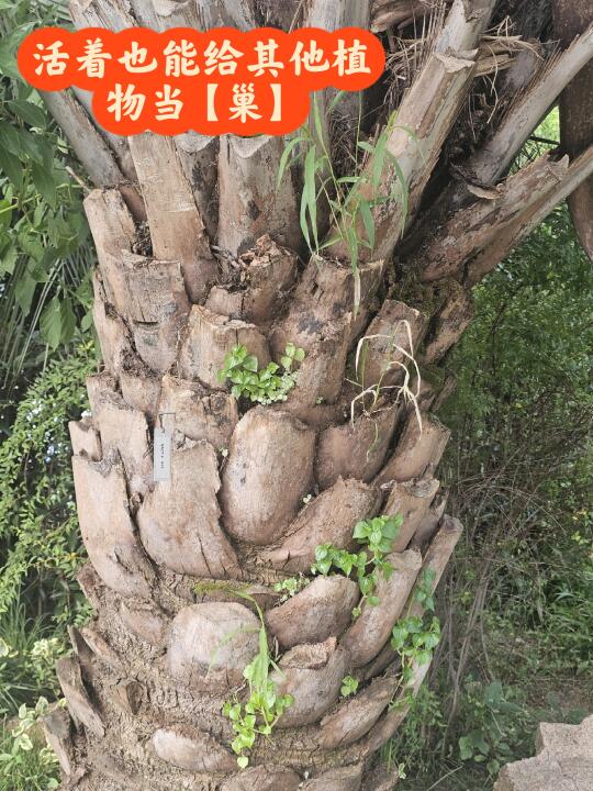 植物园中给其他植物当【巢】的植物