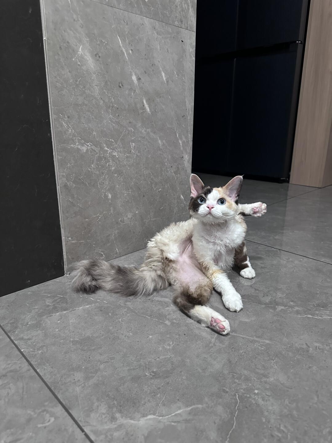 功夫小猫🥋