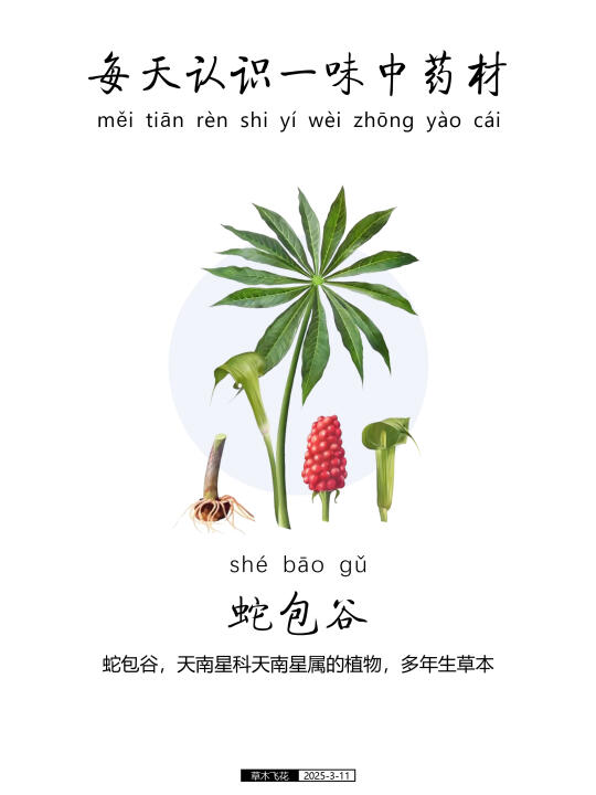 蛇包谷，天南星科天南星属的植物🍀