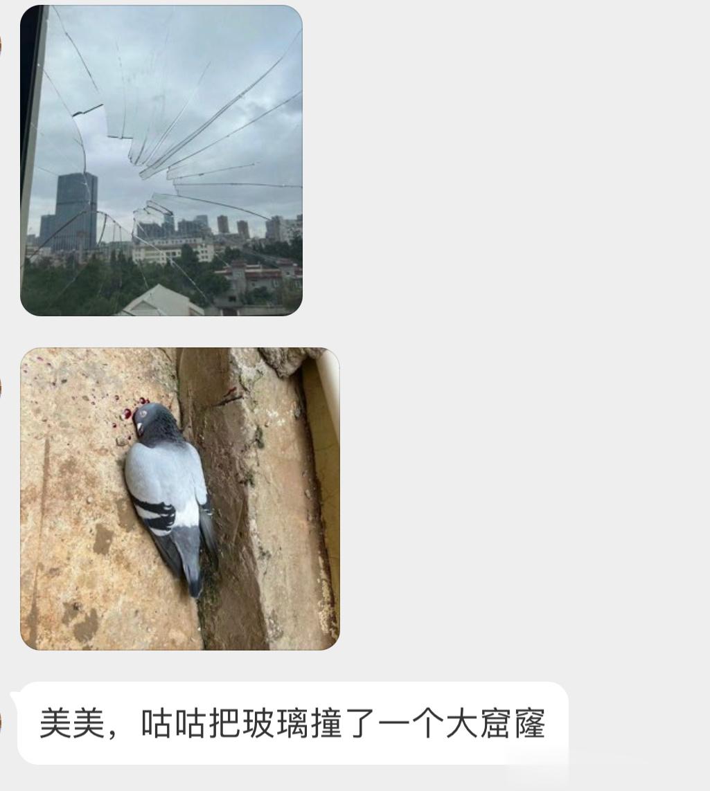 撞玻璃的咕咕飞行中的撞击是致命的城市里的玻璃如同鸟类的坟墓 ​​​