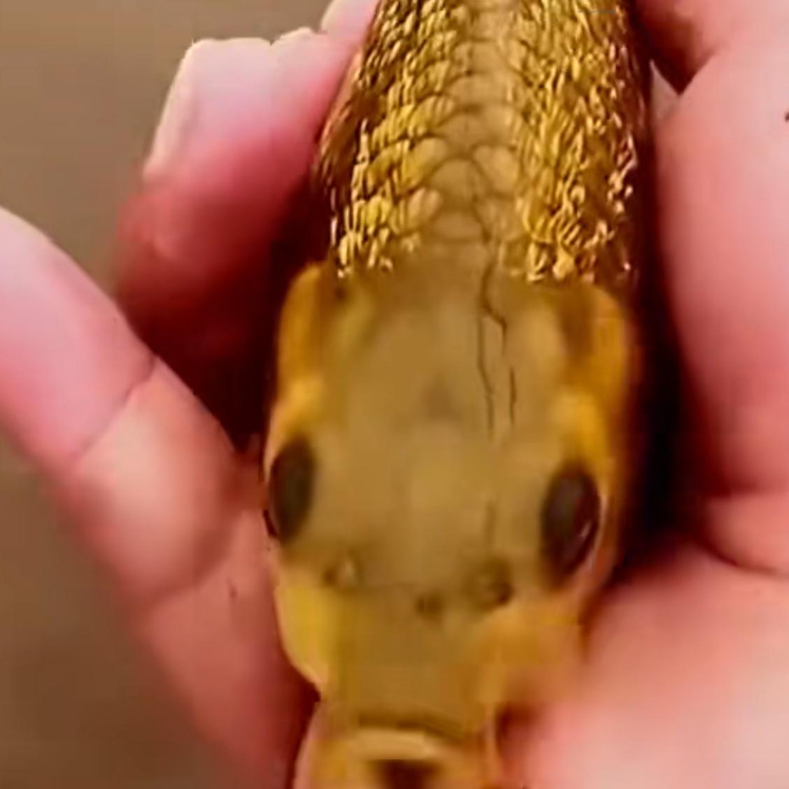 这样的“纯金”鲤鱼鱼你见过吗？
钓友晒出一条刚钓获的金色鲤鱼，真是活久见，通体金