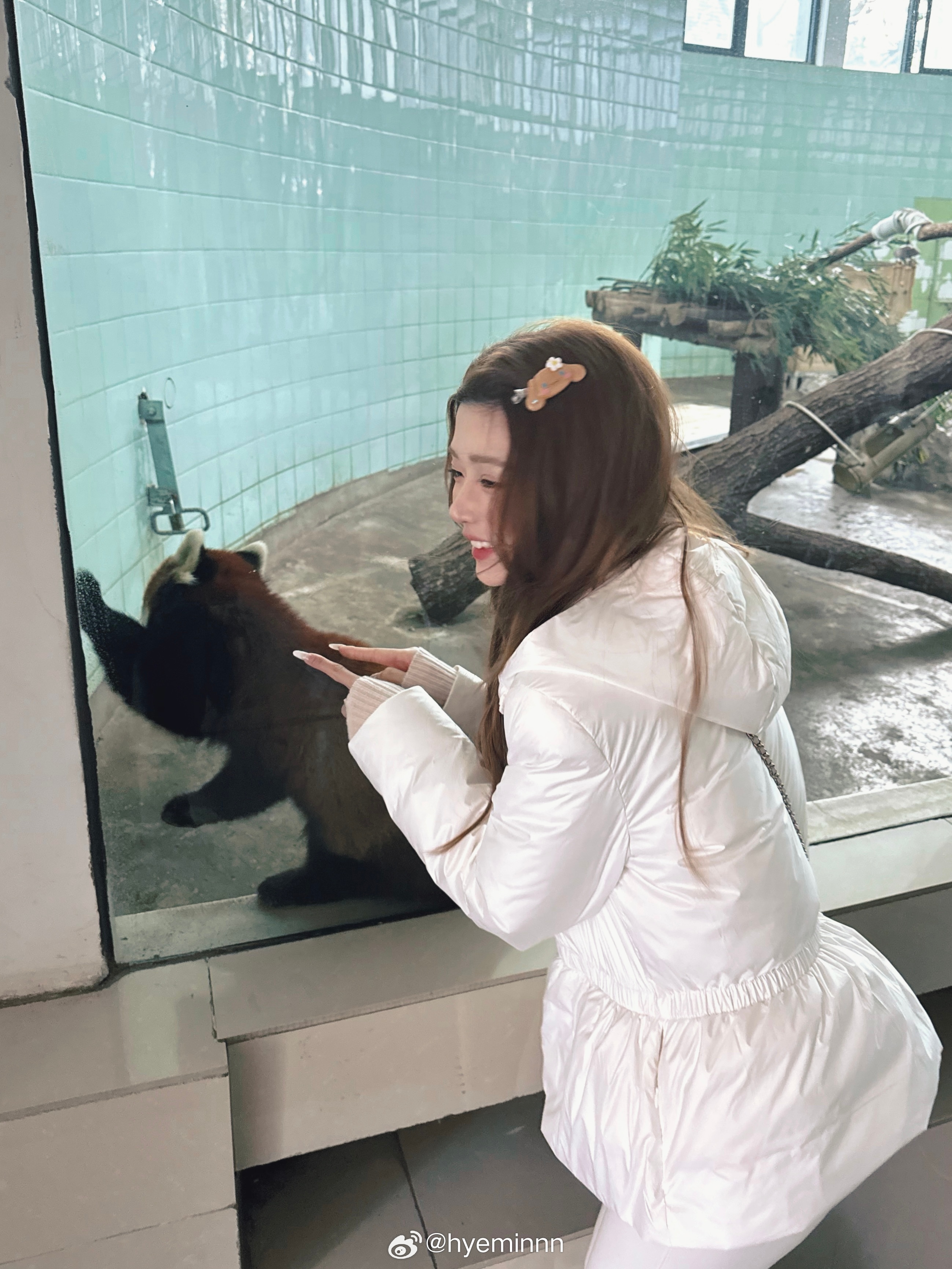 如何成为小熊猫饲养员！！ 上海·上海动物园-小熊猫馆