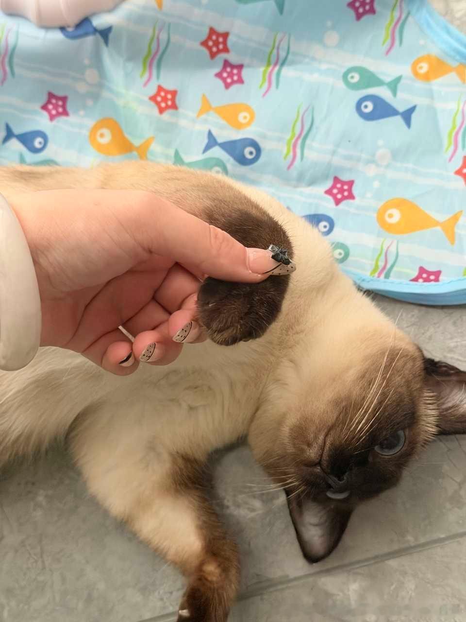 3043只黑脸你的手好黑好小好软 可以摸一下吗 