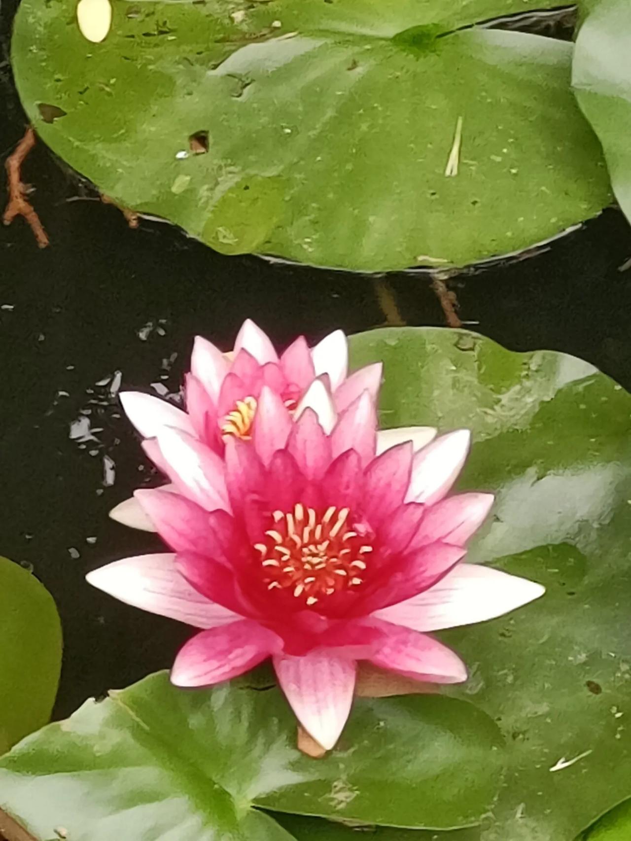 澄澈的湖面上铺满圆润碧绿的莲叶，层层叠叠漂浮于水面。白色与淡粉色的睡莲从绿叶间探