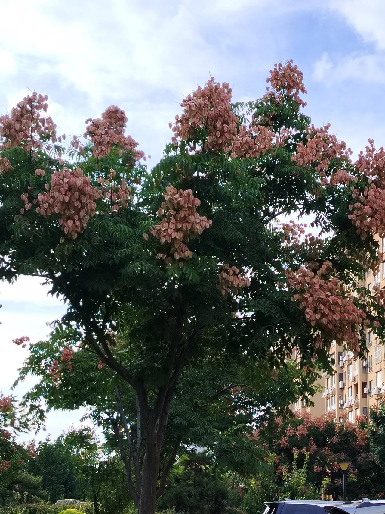 出上：落花有心随流水，
对下：青果含笑送恋人。