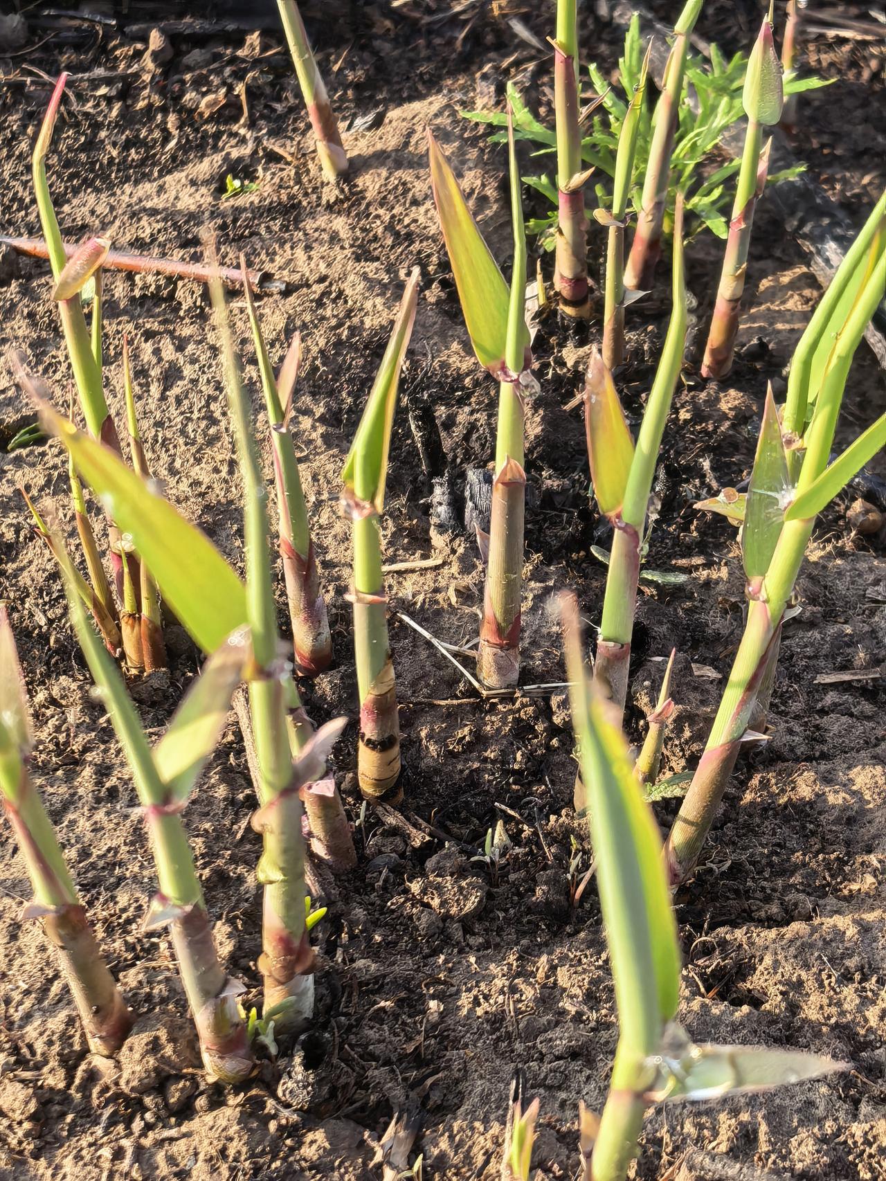 芦苇发芽了[祈祷][祈祷][祈祷]