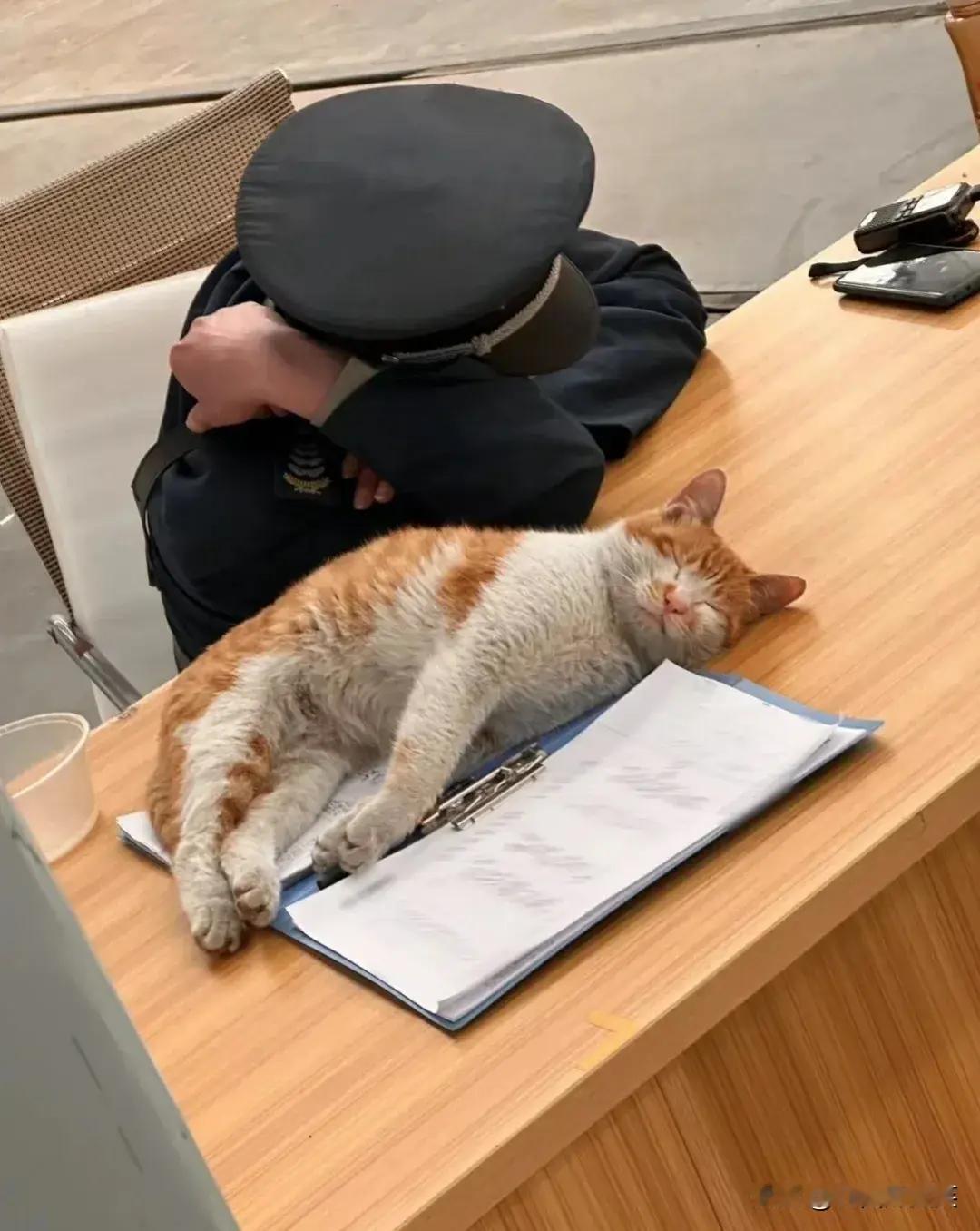 保安和小猫都在偷懒睡觉，要是被领导发现，你们说会不会一个被开除，一个拿去绝育。
