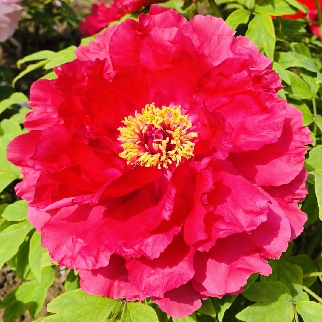 分享图片～牡丹花
悠然绽放，国色天香
花姿轻盈，花色缤纷
秀丽端庄，高贵典雅