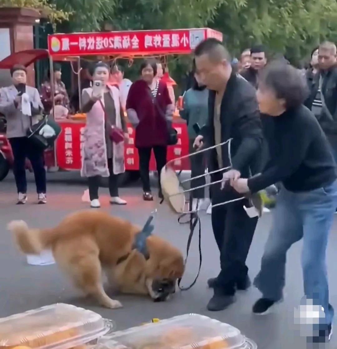 大水冲了龙王庙，两个爱狗人士干起来。
大街上，大爷牵着一条大金毛，大妈无绳遛狗京