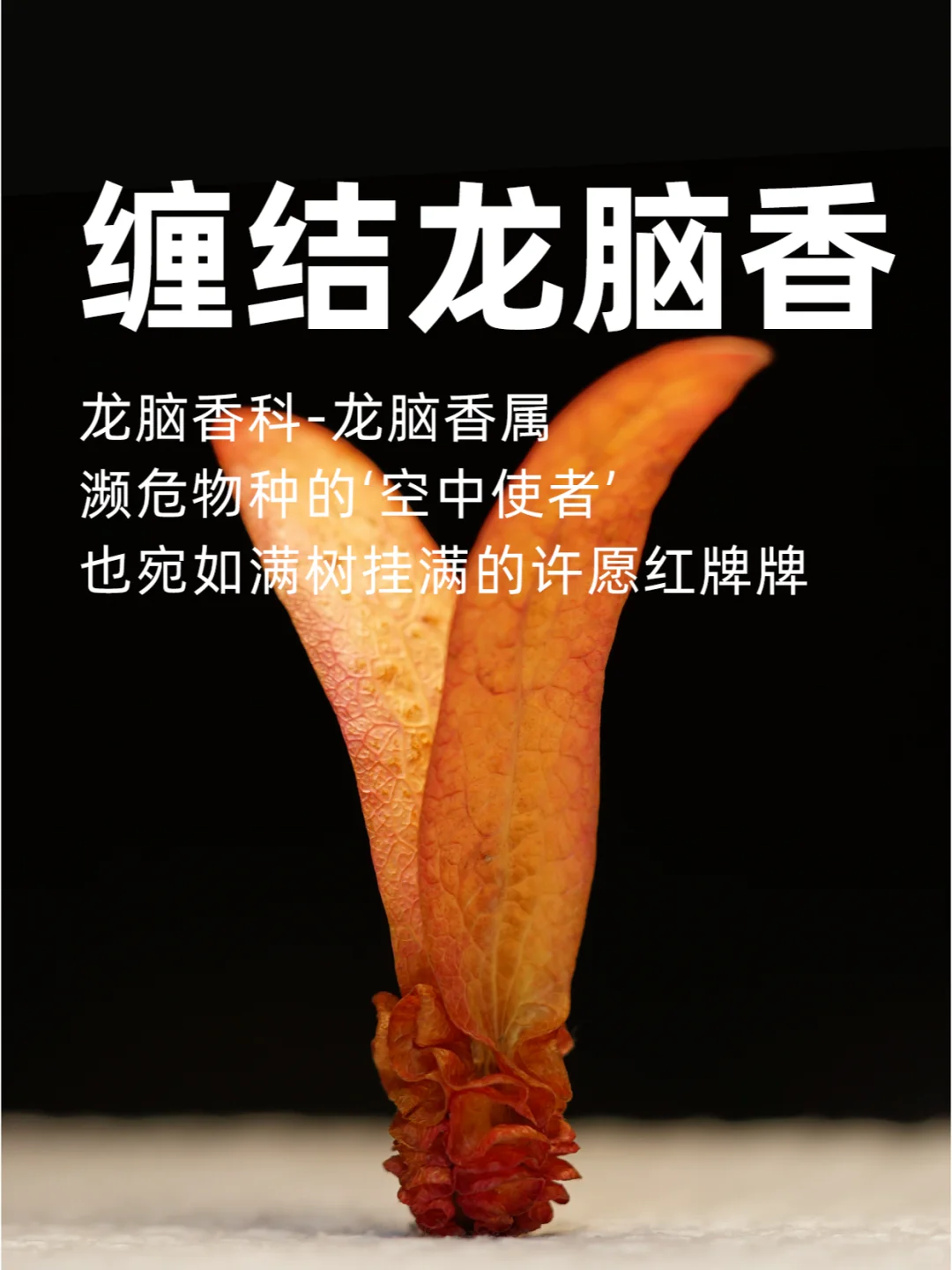 探索濒危物种的‘空中使者’，缠结龙脑香～