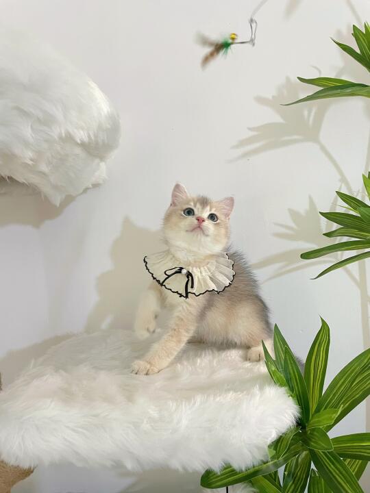 特价出两个尴尬期弟弟🥰，蓝金和金渐层，都身体健康，性格乖巧粘人 夏天...
