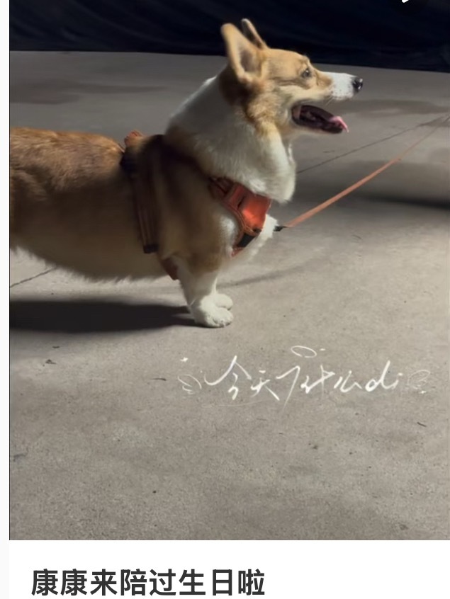天呢康康驾到了 来陪兰迪过生日惹 ​​​