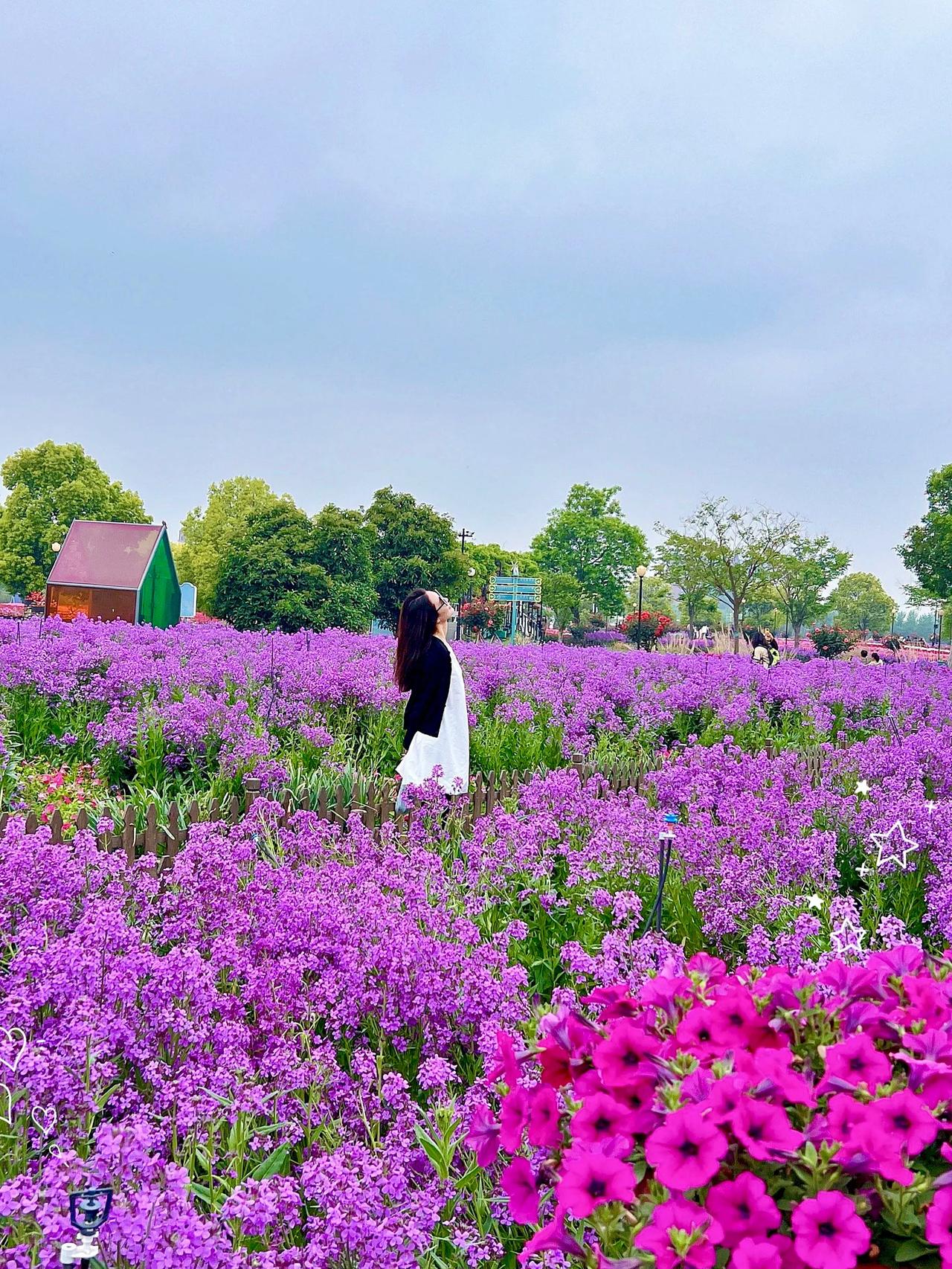 最近去了盐城荷兰花海，真的太震撼了！各式各样的鲜花一起盛放，那种美真的无法用言语