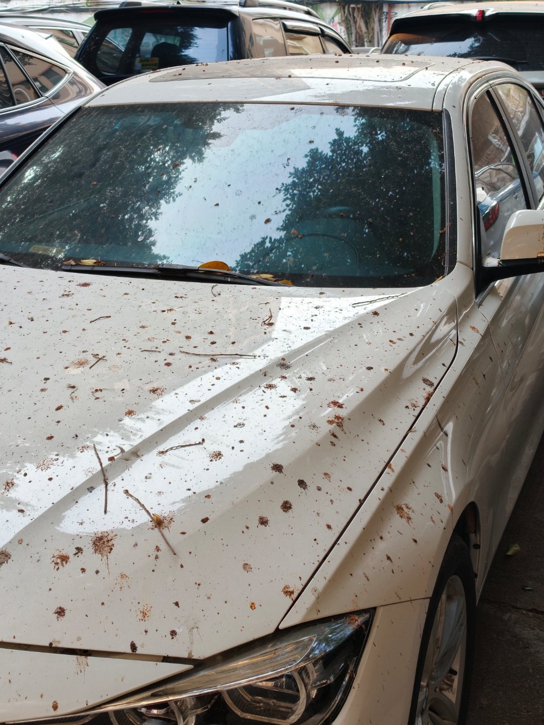 深圳这种树，太恶心了。停下面一会酒落好多脏东西。每天洗车。