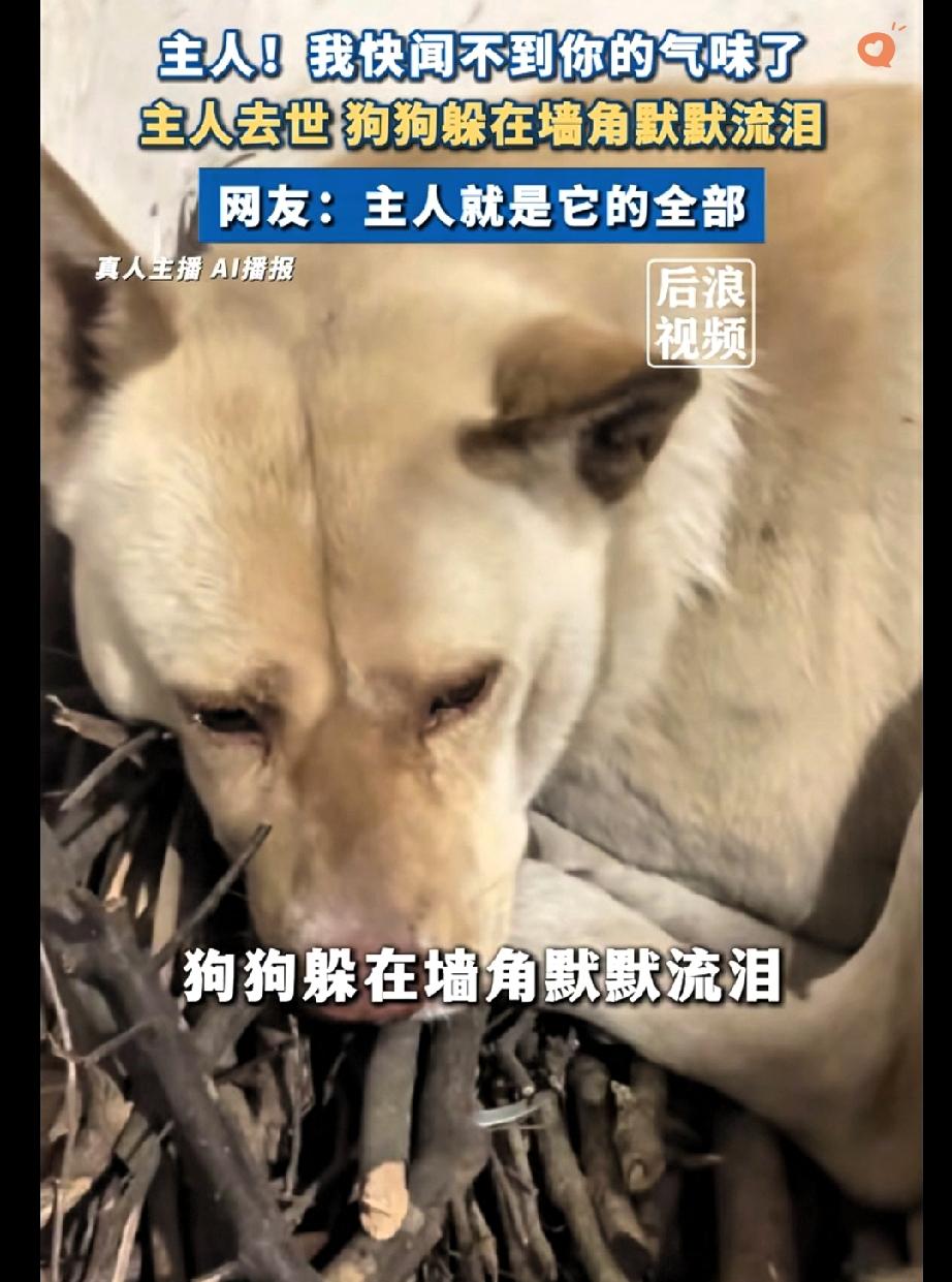 谁能想到，狗狗的眼泪，比人还懂离别。
 
重庆这只狗狗，主人走了，它就守在角落，