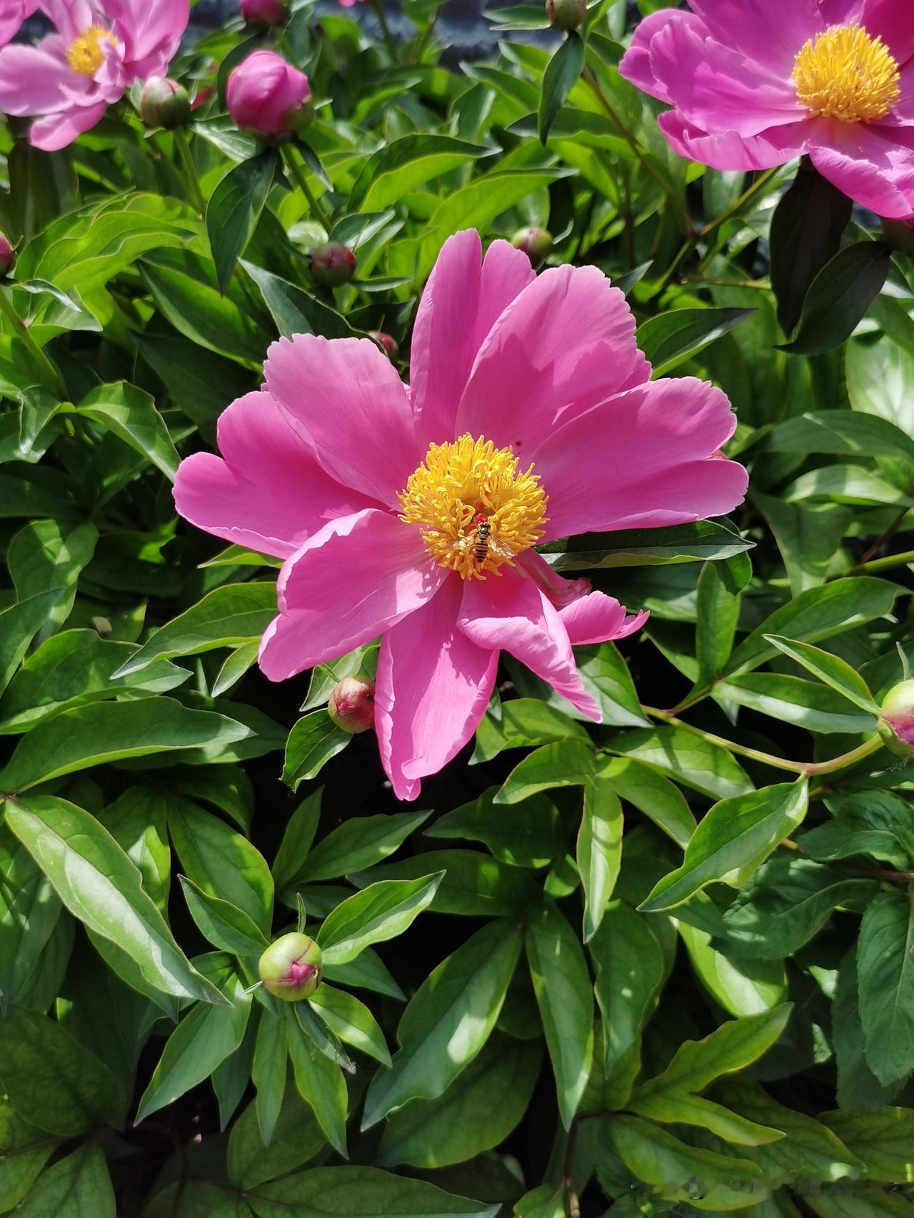 五一假期开始，希望花别错过了时节！五一节假日的