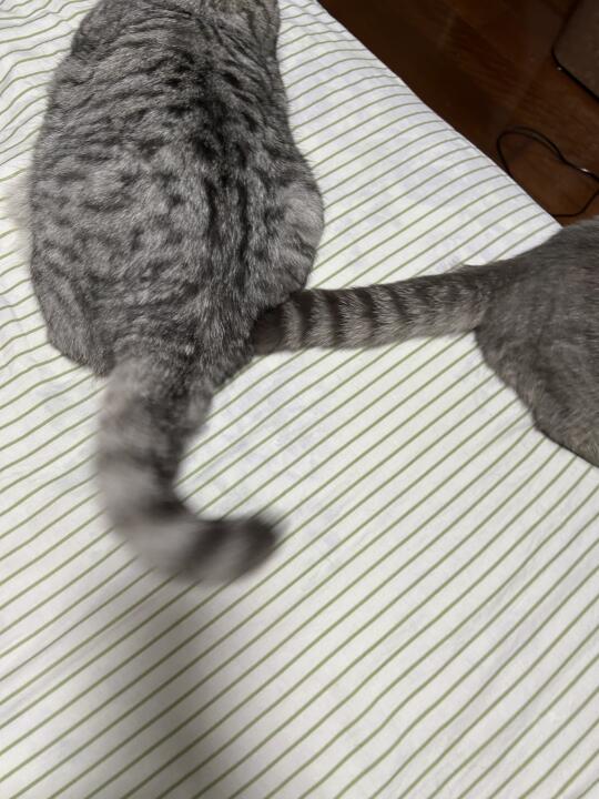 猫咪尾巴 猫咪的屁股 给猫猫拍屁股 尾巴它有一只猫 猫的尾巴和身体是分开的