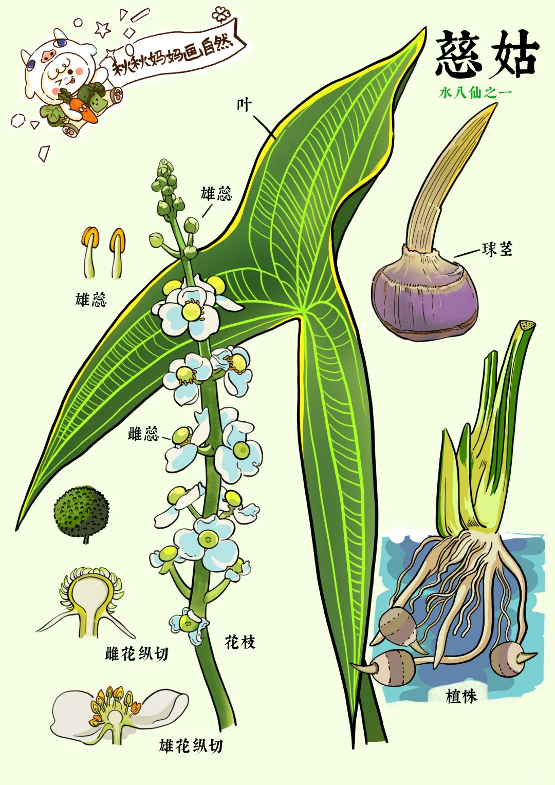 水八仙之一，慈姑｜画给孩子的植物科普