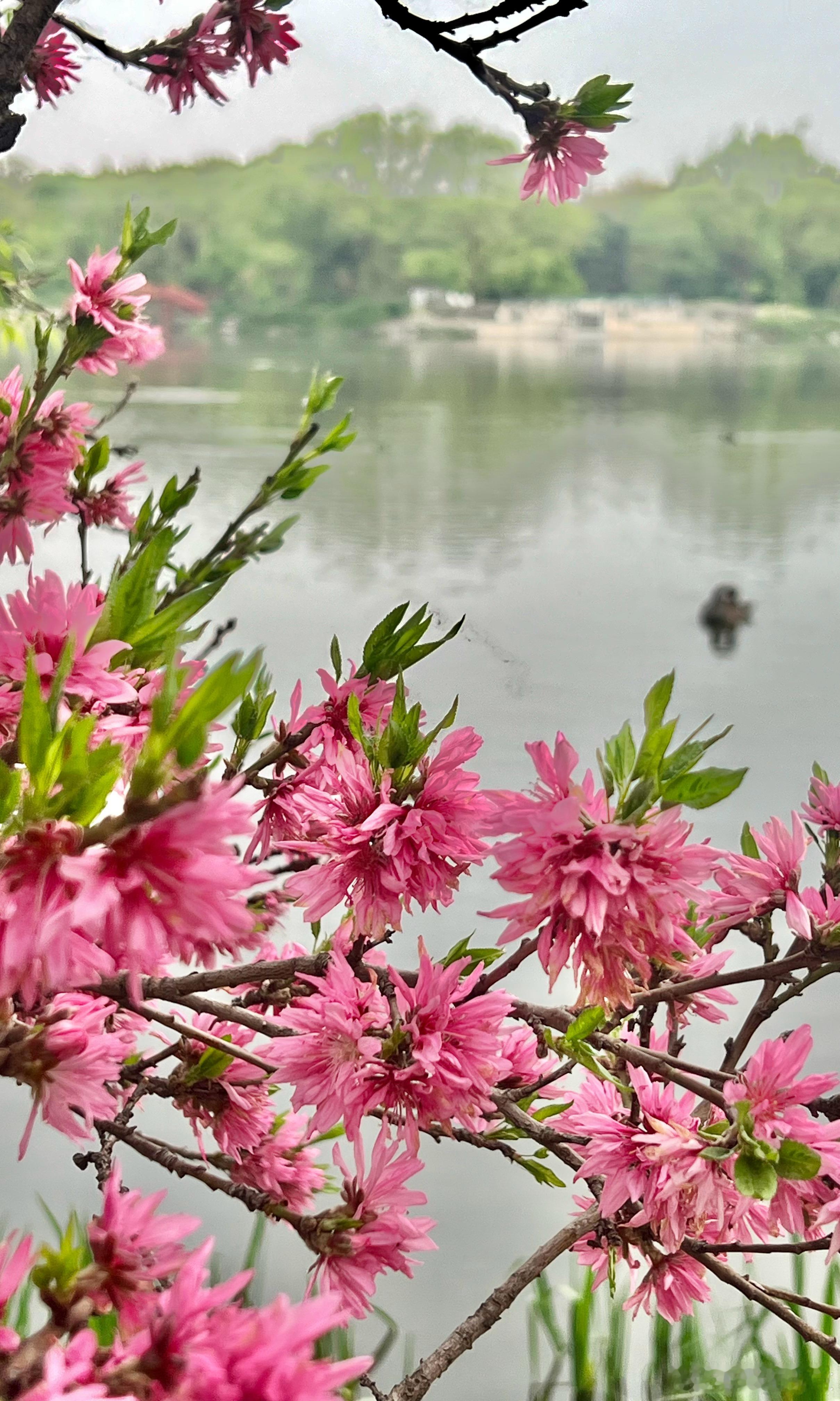 圆明园 桃花依旧摄影