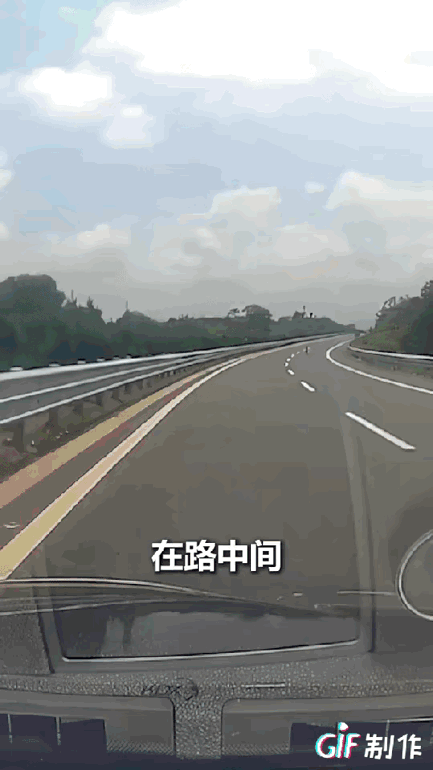 “上人民日报了！”7月14日，江西男子开车在国道上疾驰，突然发现路中间有个小黑点