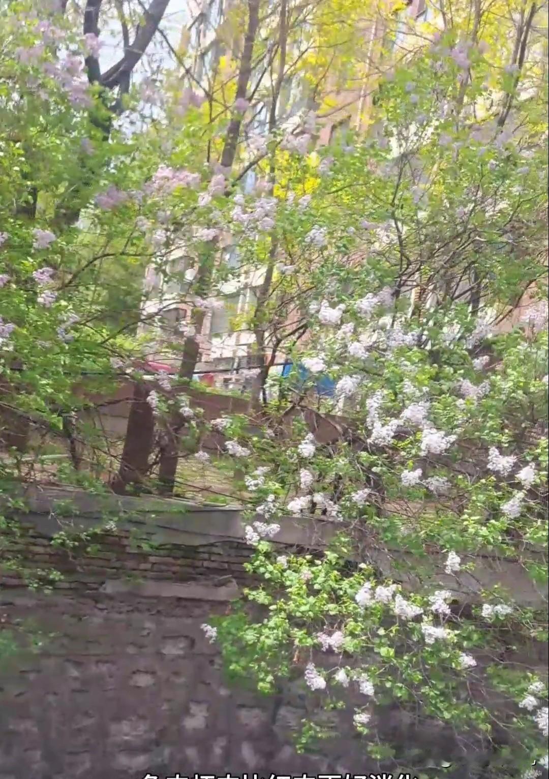 咏丁香
紫雪凝香满径开，
轻烟疏影映亭台。
临风暗送清芬韵，
浅黛繁花醉客怀。