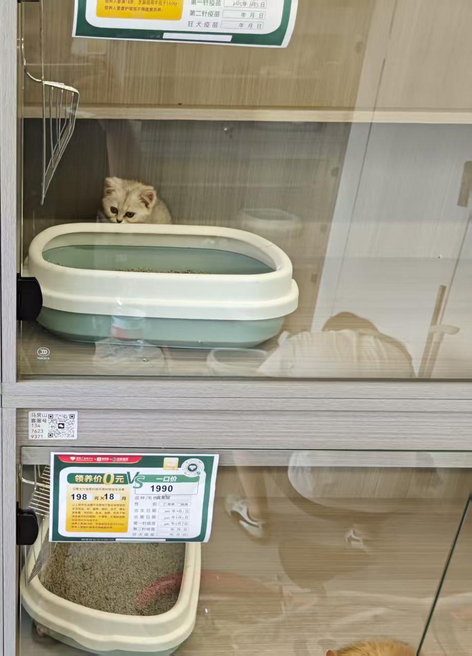 你如何看待女子猫咖虐猫行为猫咖的猫一般都是可以出售的，而且都不便宜。就算按照一只