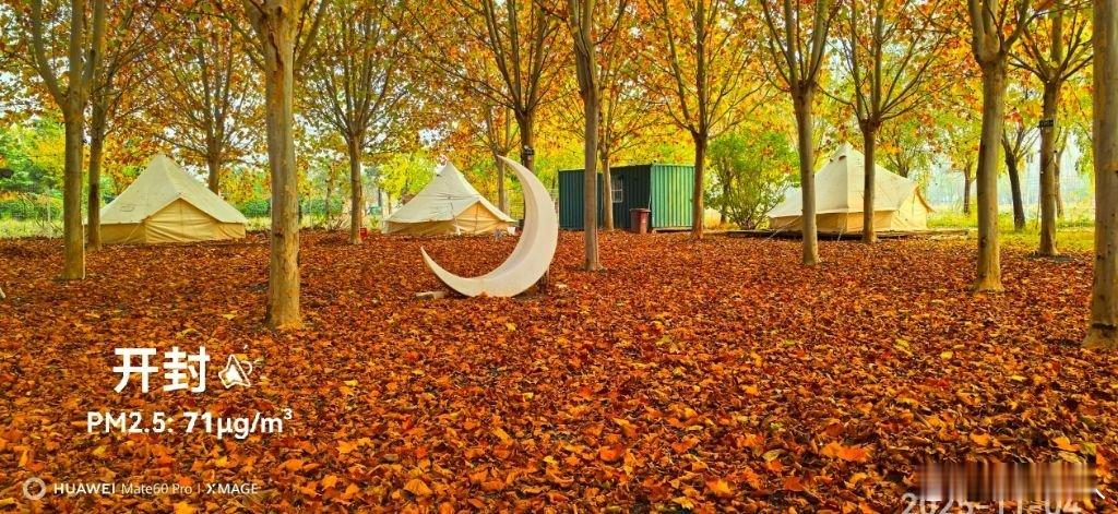 万里同心,共护黄河 深秋的枫树，美呀！蔚蓝地图实景。2025年11月04日17点