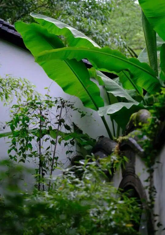 七月炎炎觅清凉，
芭蕉叶下小溪旁。
心如止水方为上，
不急不躁自芬芳。