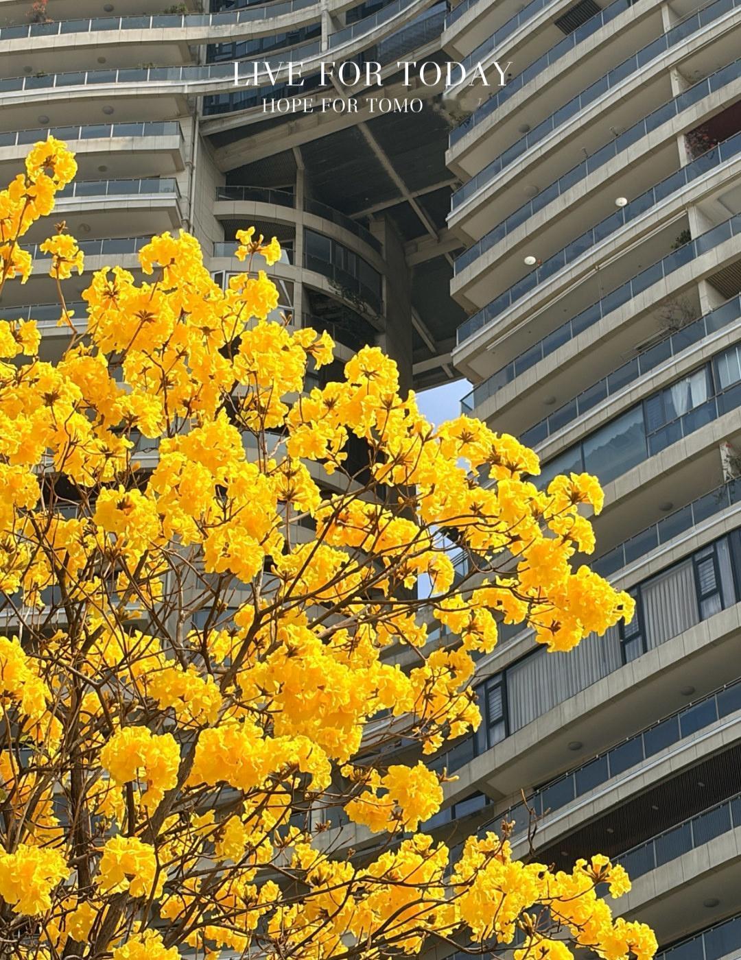 洲头咀黄风铃小遗憾，[拥抱]没有那些灯笼就很完美
📍广州 洲头咀公园
今年洲头