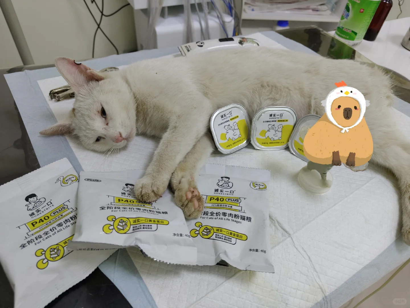 注意看这是一只名叫油条的猫