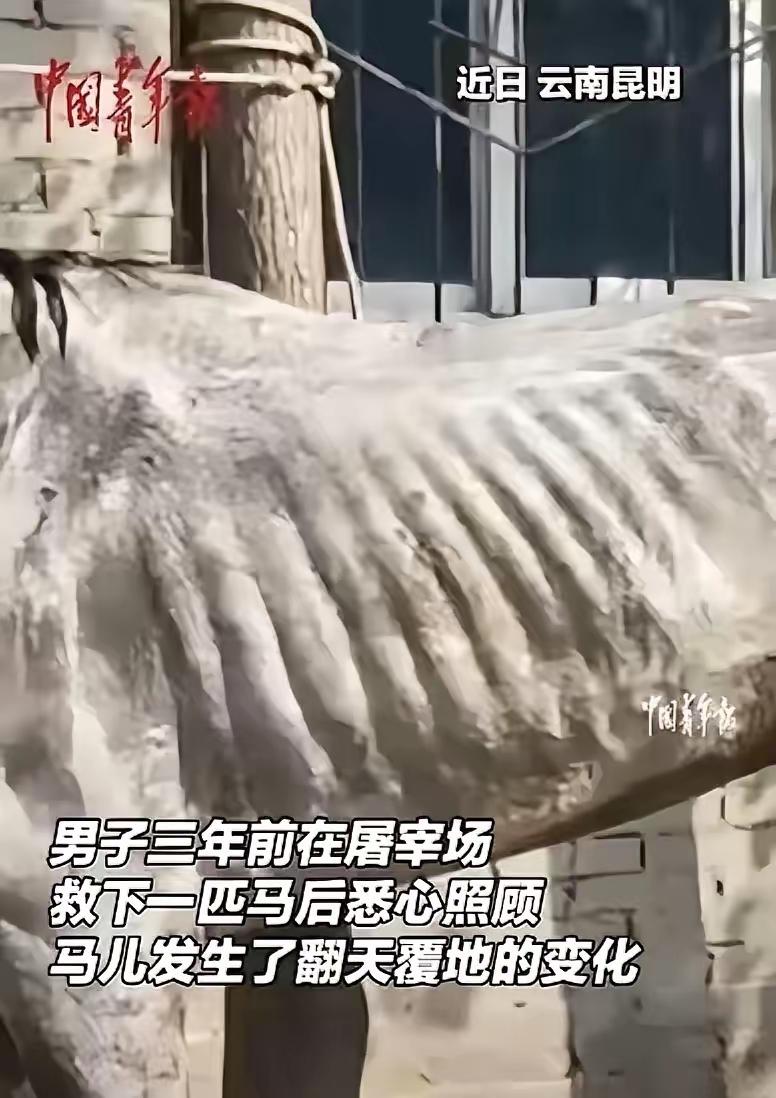 云南昆明，一匹病马原本要被主人宰掉，被一位好心人救了下来。三个多月里花了超过十万