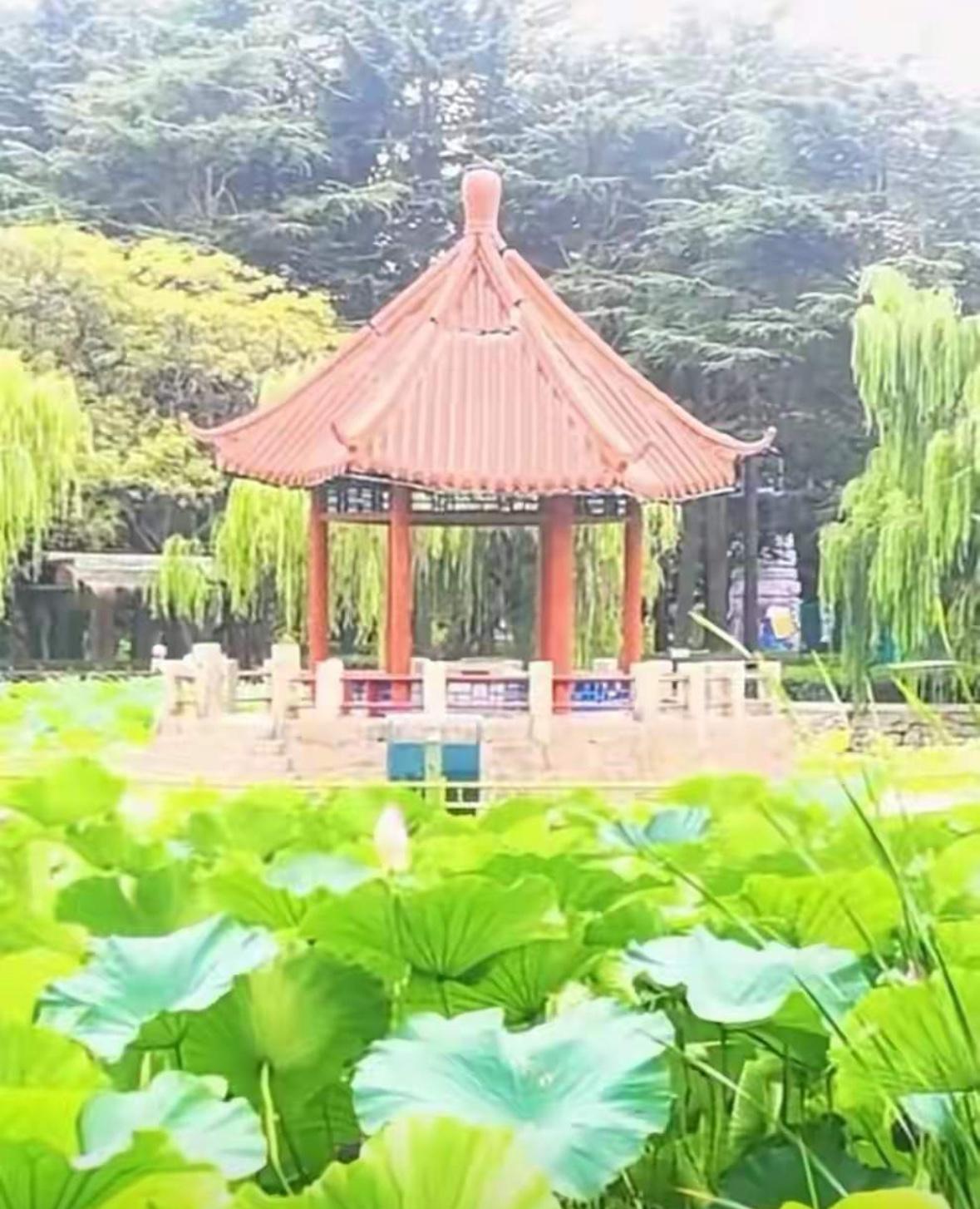 青岛一不小心就上热搜了！

中山公园那小西湖的湖心亭，在修缮重新开放还不满一年的