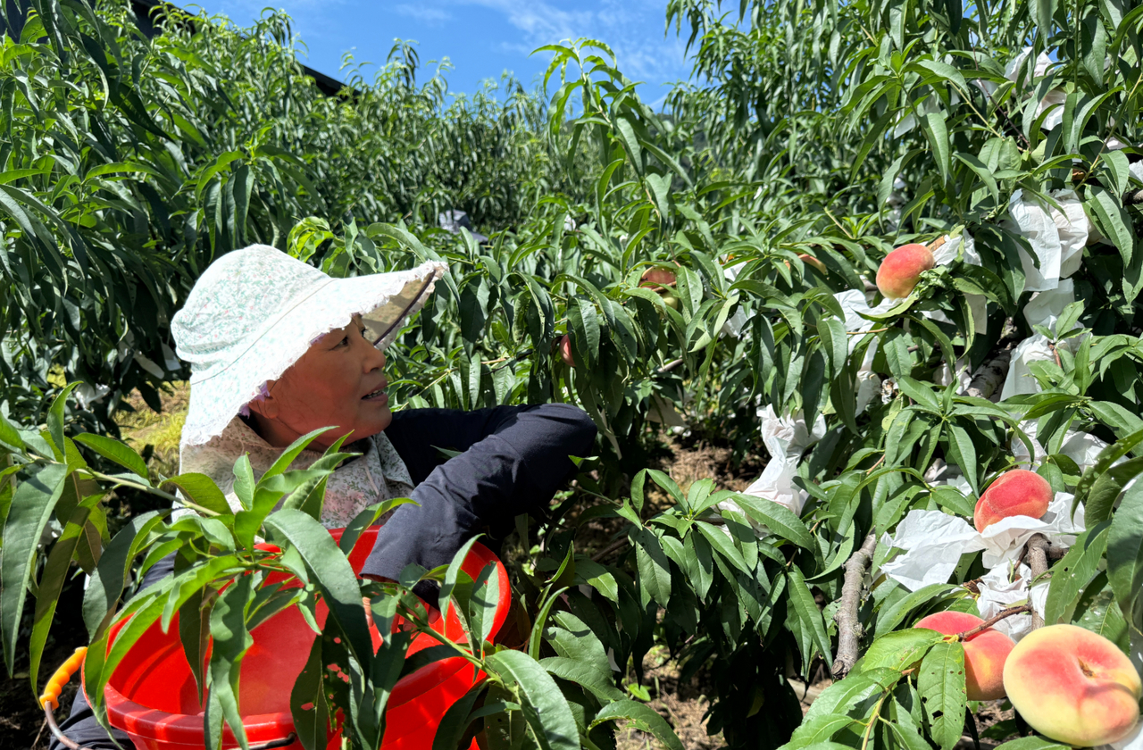 轨道运输车助力宁波水蜜桃丰产增收 7月16日，江北慈城蒋家农场60亩湖景蜜露迎来
