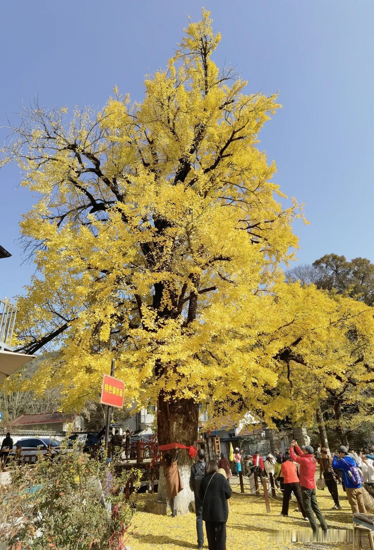 1500年的银杏
跨越千年的故事
岁月更迭
见证了世事沧桑变迁
金色的光华
铺满