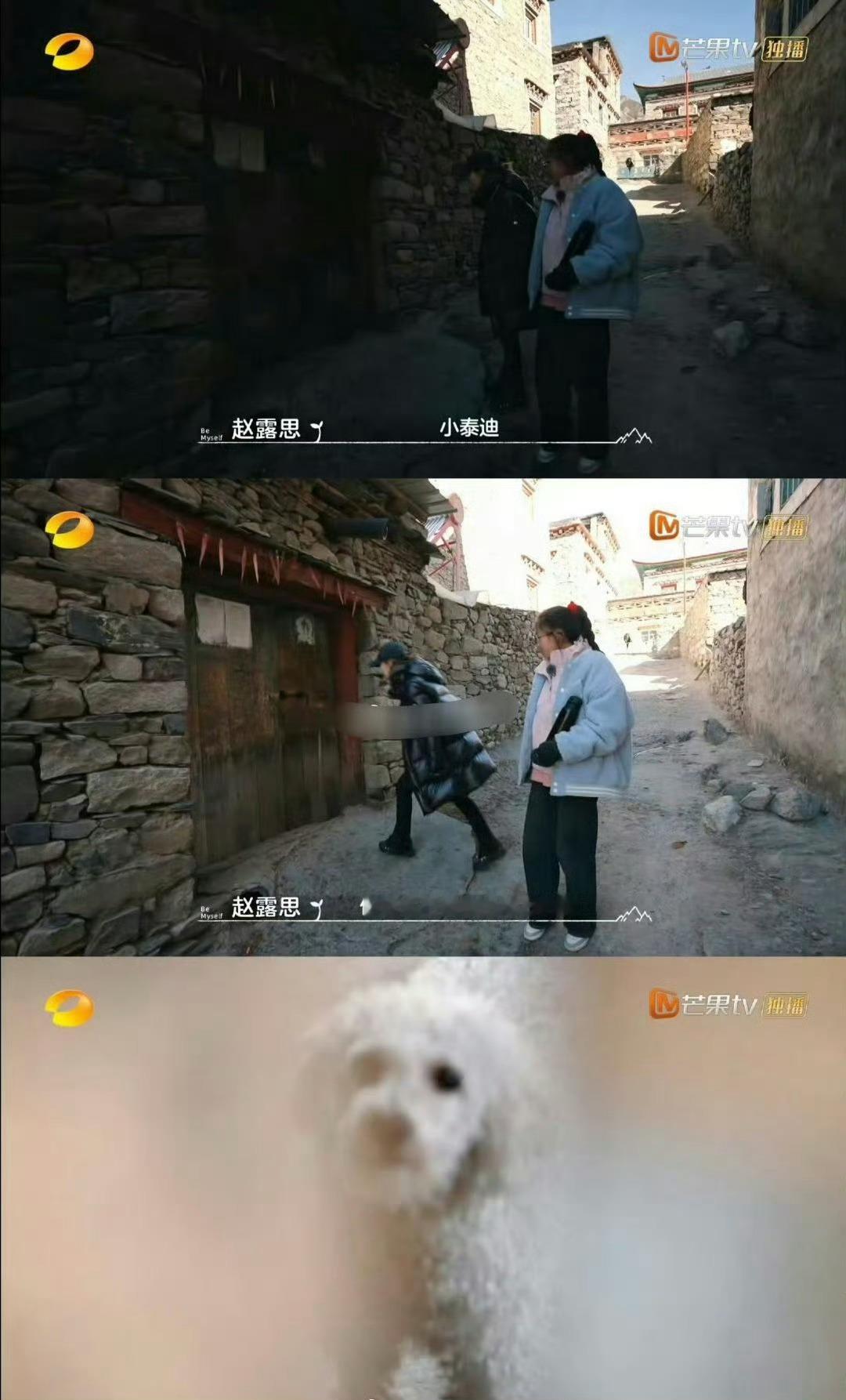 赵露思小泰迪不像这个地方的狗 赵露思：“小泰迪，你怎么不像这个地方的狗！赵露思说