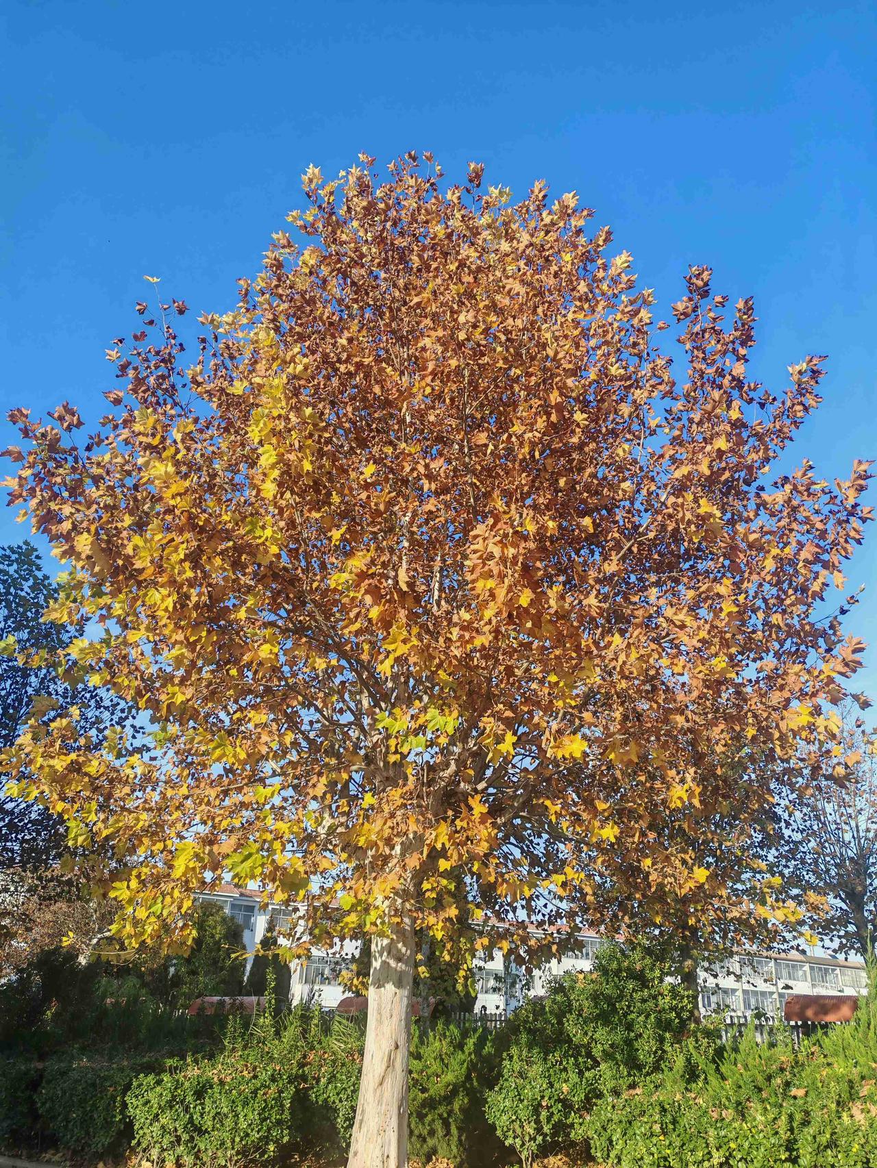 一觉醒来，汽车征文过关了，感谢一路前行的小伙伴们，不用回访我的了，我依然会去助力