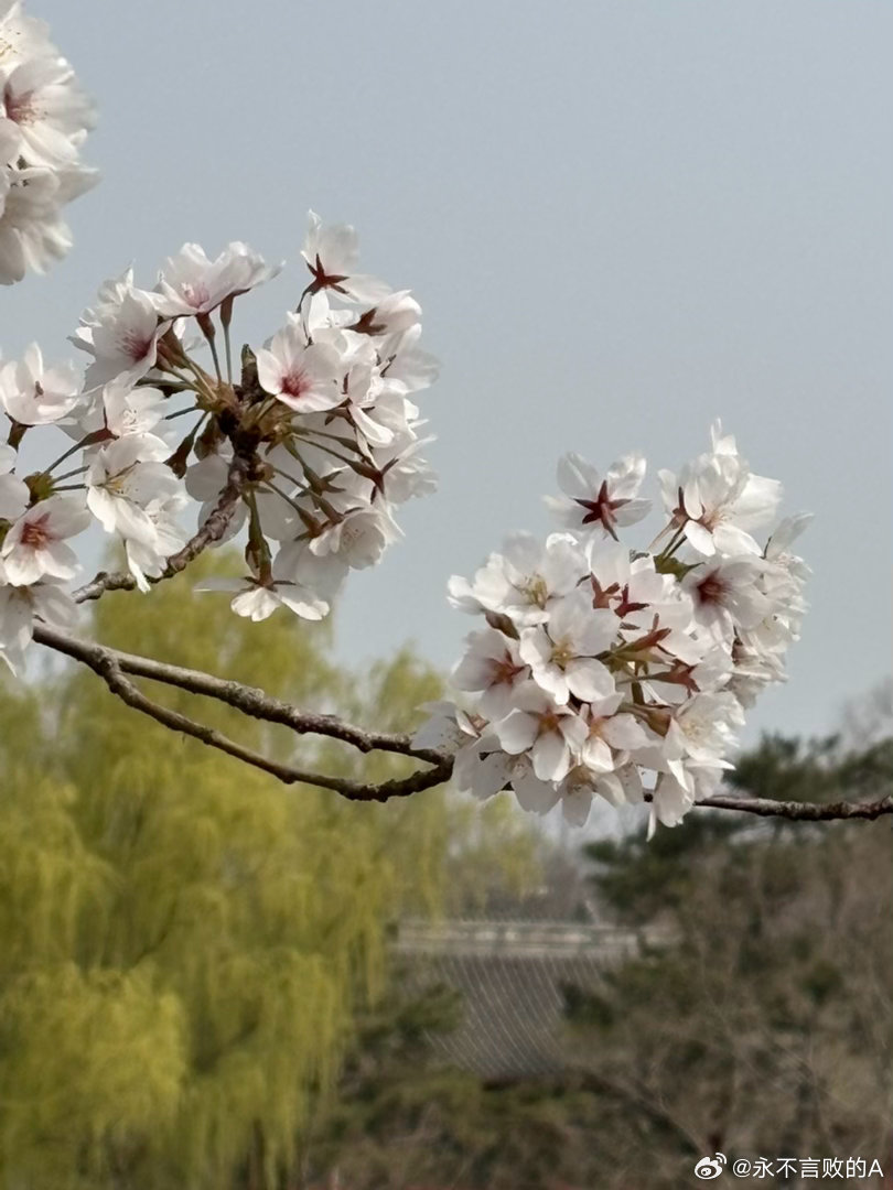 陶然亭樱花 摄影