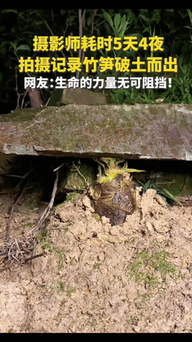 “这竹笋都没想到它能上人民日报了！”一摄影师耗时5天4夜拍竹笋，不料，在拍摄时撞