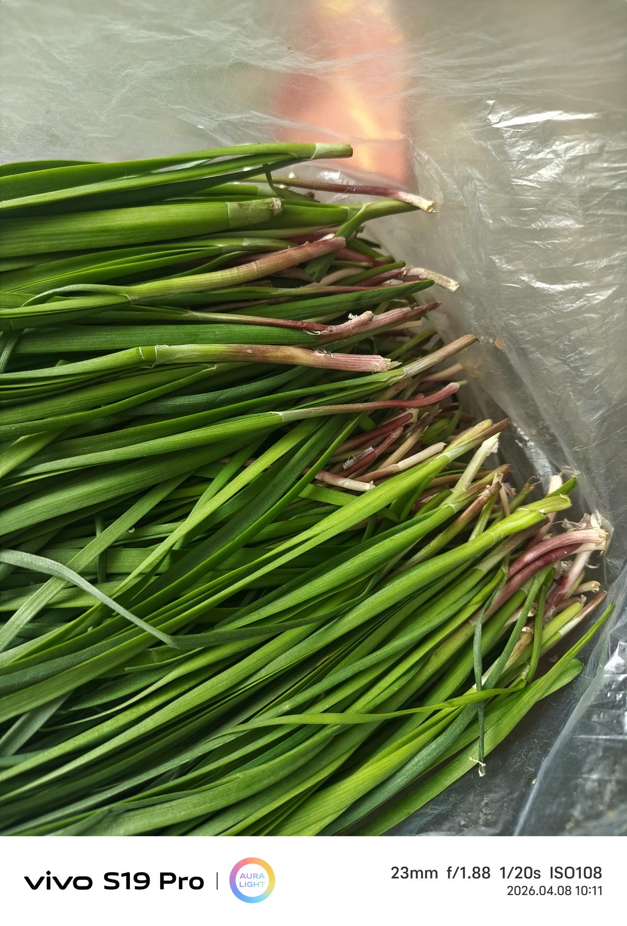 紫根韭菜……这韭菜是天然野生的，发现它实属意外。
我有一块地，因离家远，我懒得耕