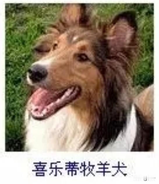 菩萨蛮23·喜乐蒂牧羊犬
       茸毛轻缀春茵软，垂耳斜摇灵姿满。舌卷野风