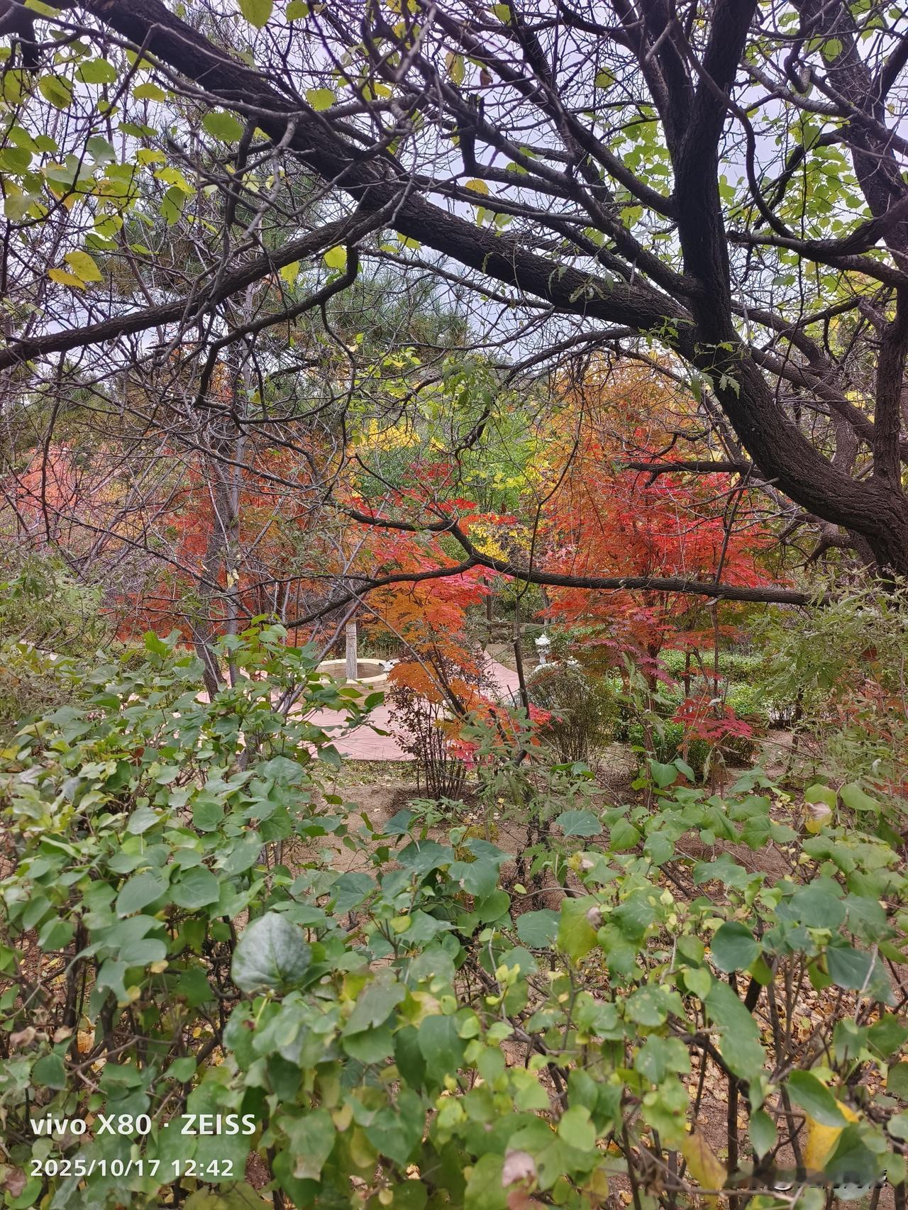 秋季公园里的一抹红，让我的心情特别的快乐，虽然今天的气温比较低，但是看到一株株枫