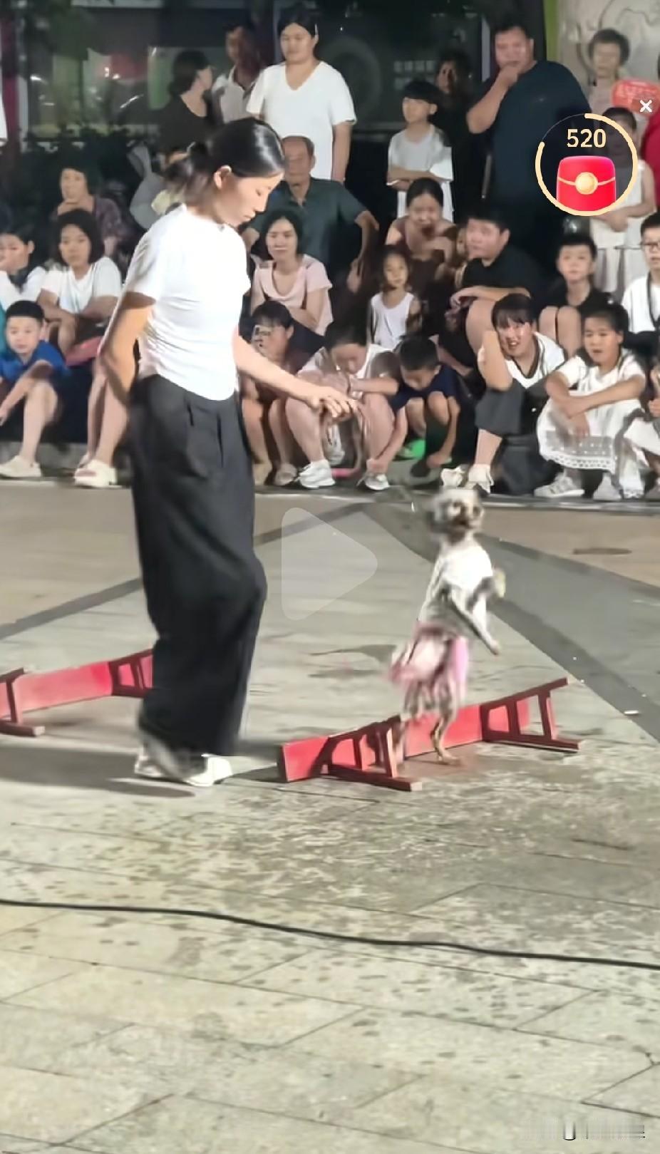 今天是9月9日，天气晴朗，阳光柔和，去公园游玩的路上，撞见一大群人围着街头一只正