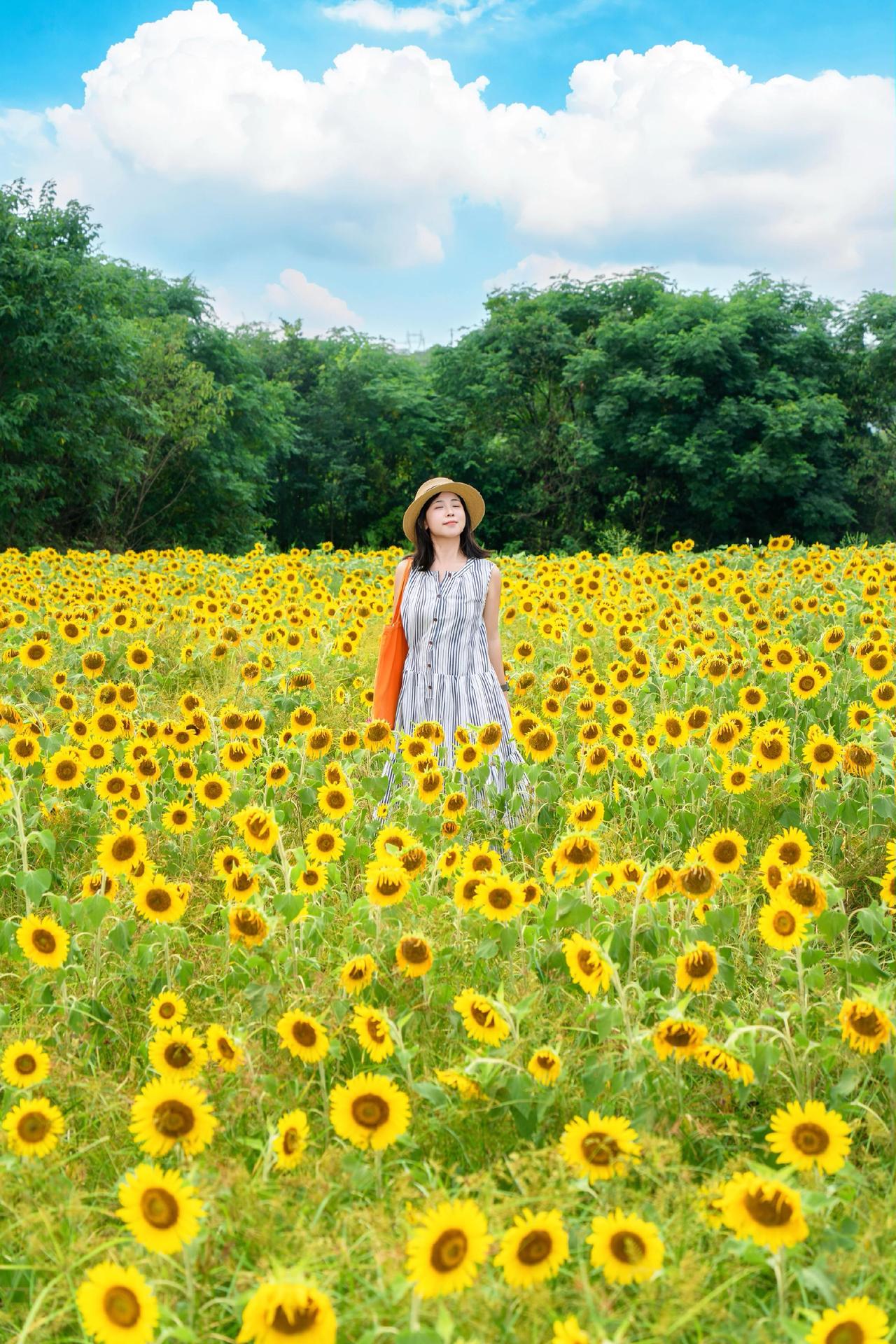 武汉向日葵开爆啦，免费，就在江夏五里界赏花路，赏花完还可以去群益路上摘桃子梨子夏