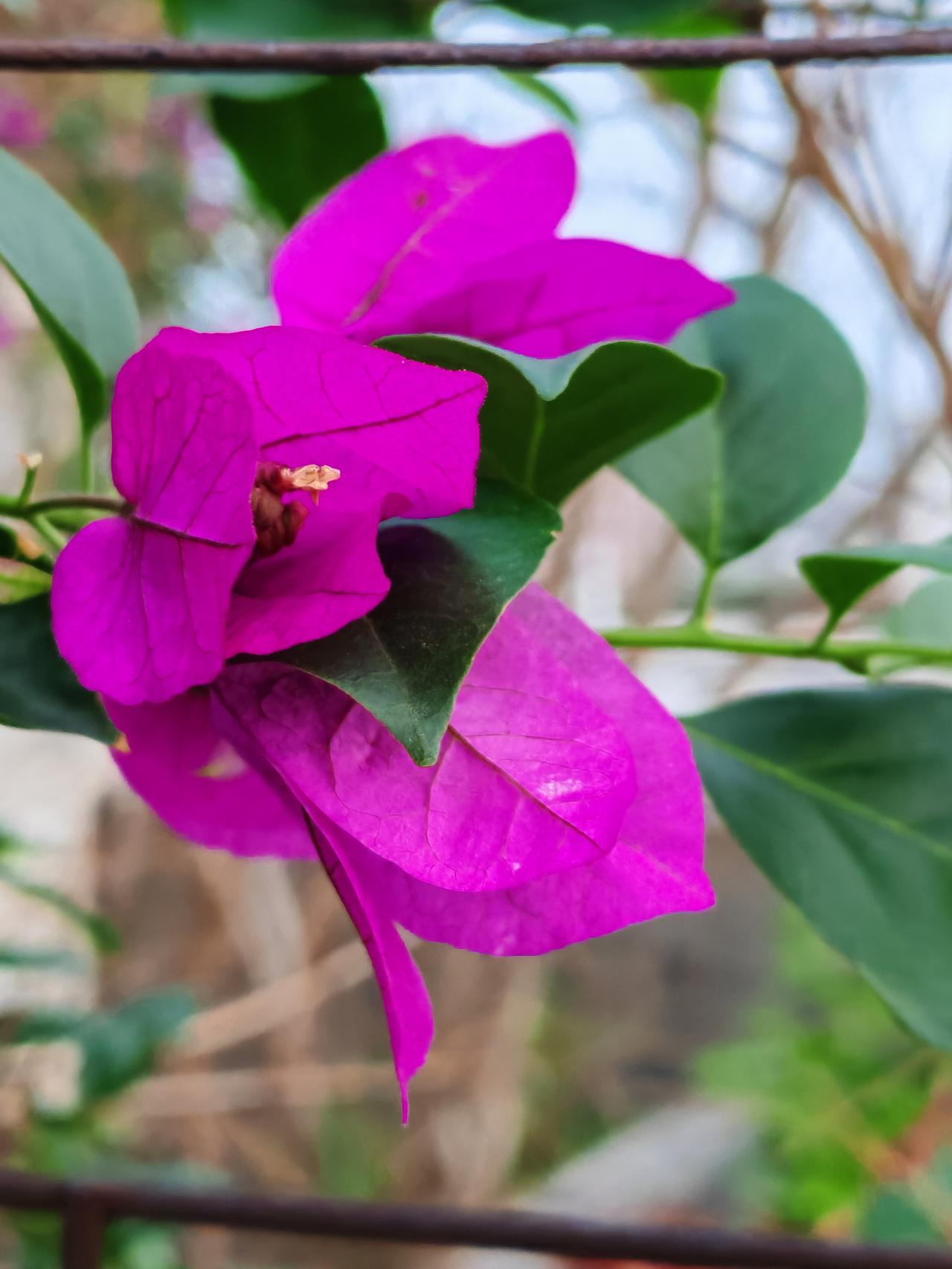 三角梅总共有几种颜色?蓝色的三角梅你见过吗？三角梅的颜色真不少哩，光红色的就有几