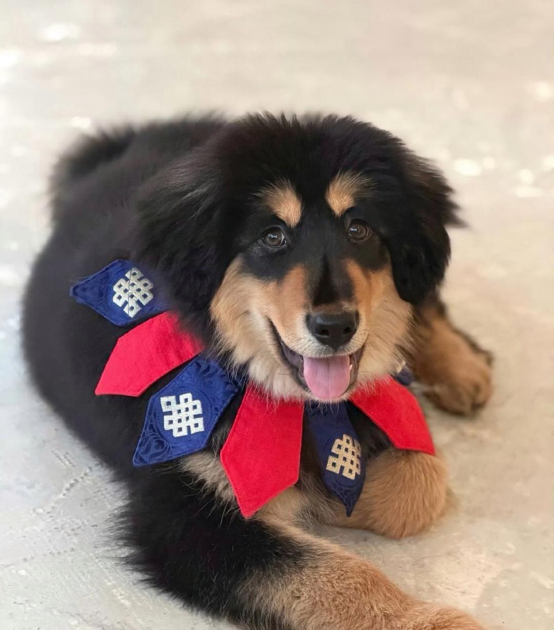 霍思燕的狗，拿了全国冠军！你肯定想不到，是只蒙古獒。


最近在青岛，霍思燕带着