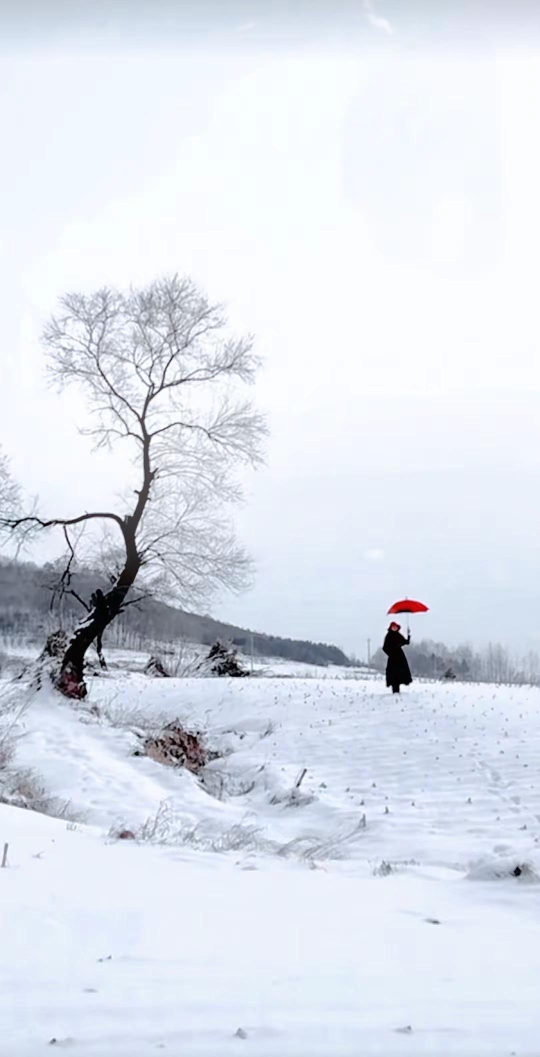 我一直在这棵树下等一个人……＃等＃树＃摄影